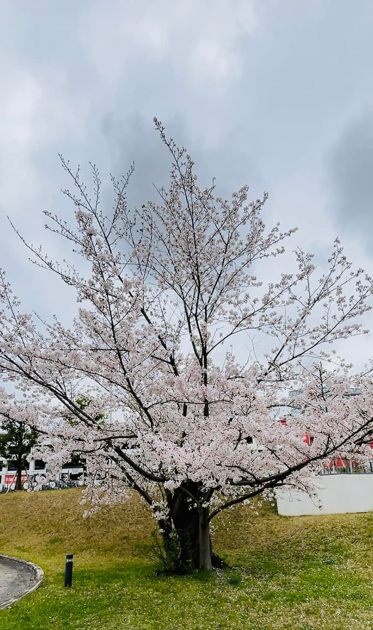 【また縮んでしまいました😅】