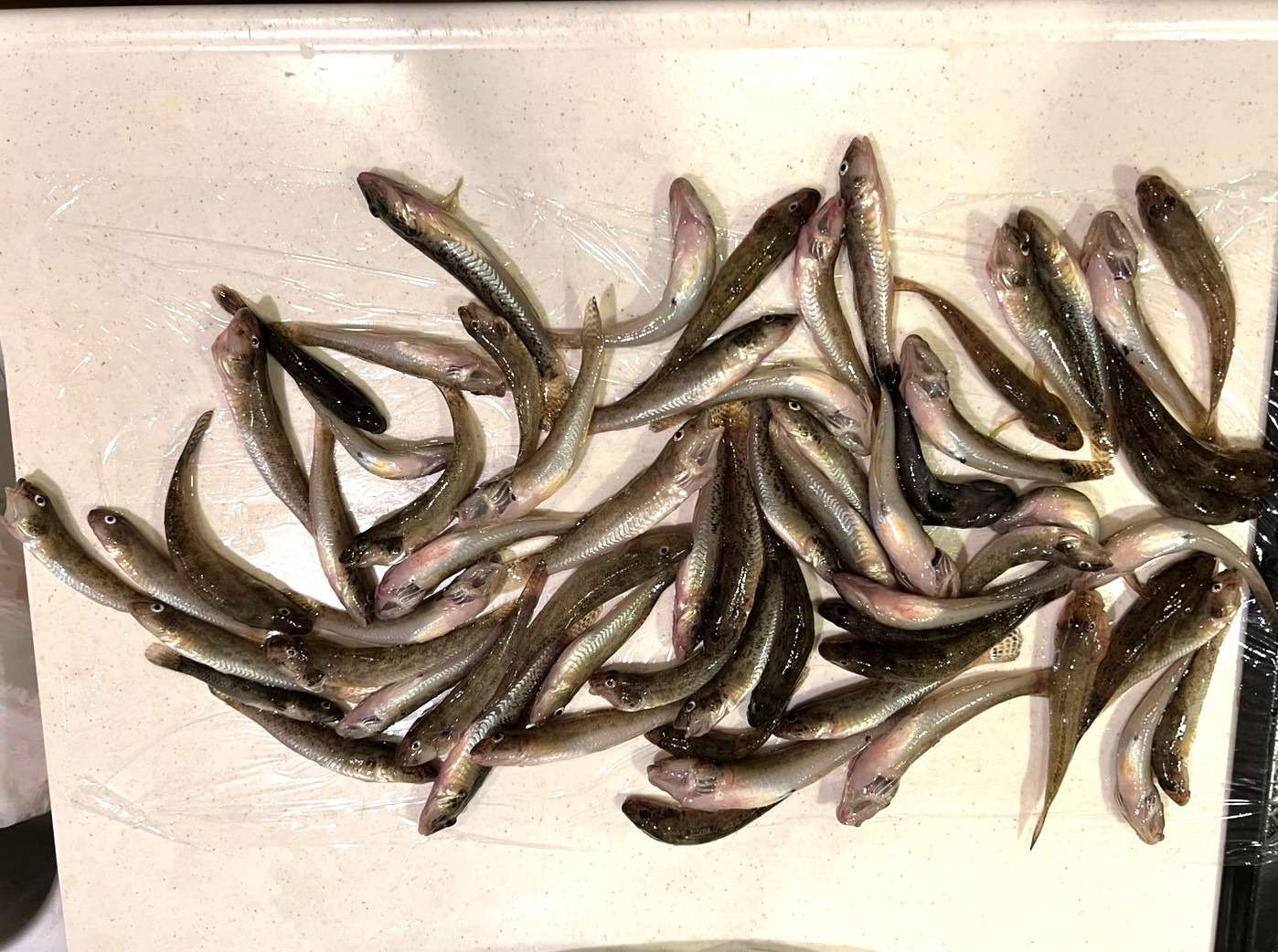 ハゼ釣り（どんぶり屋まぐろ大将）