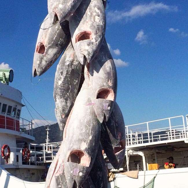 どんぶり屋まぐろ大将のまぐろは・・・（どんぶり屋まぐろ大将）