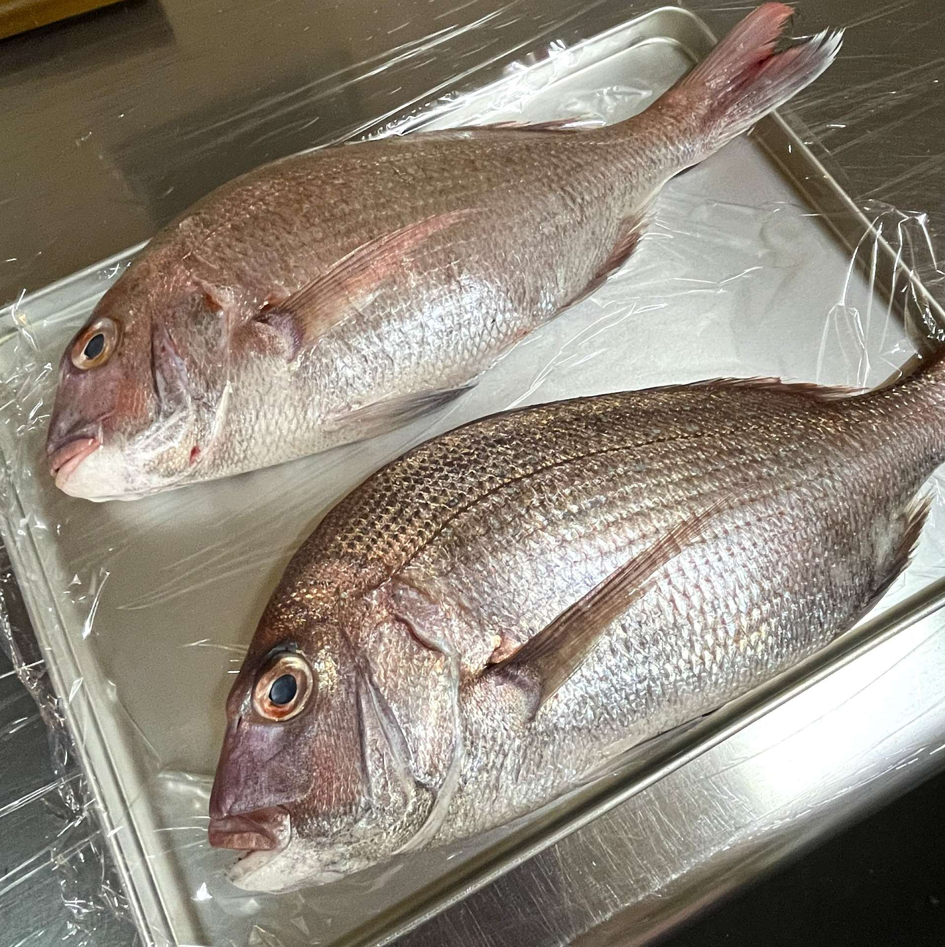 皆さん生のお魚捌けますか？（どんぶり屋まぐろ大将）