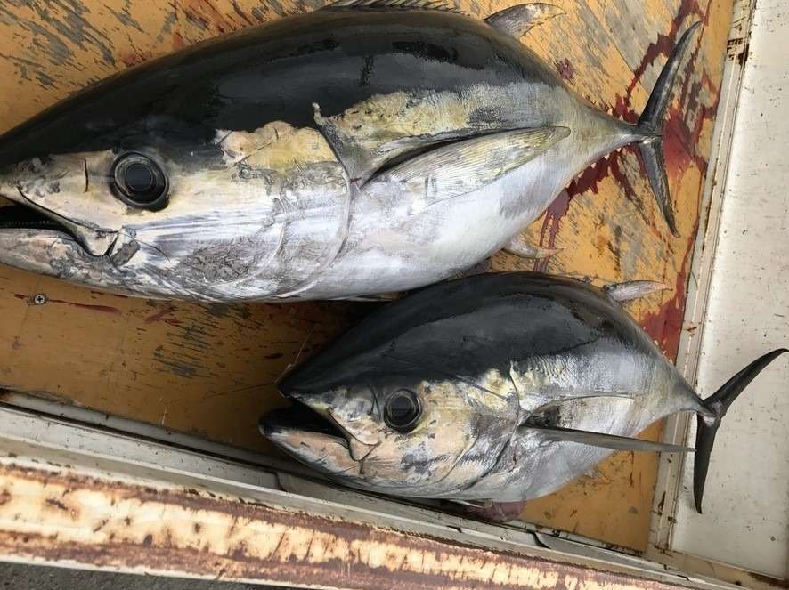 春が旬のまぐろは？（どんぶり屋まぐろ大将）