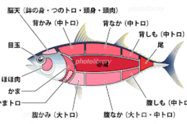 まぐろ部位