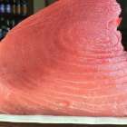 4月上旬から期間限定販売予定です（どんぶり屋まぐろ大将）