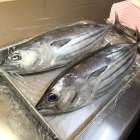 春を感じさせるお魚＋＠（どんぶり屋まぐろ大将）