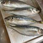 ★お魚捌き方教室について★（どんぶり屋まぐろ大将）
