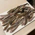 ★またまた海の恵みに感謝（ハゼ釣り編）★（どんぶり屋まぐろ大将）