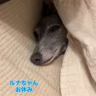 お休み