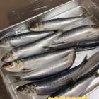 お魚捌き方教室