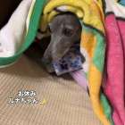 お休み