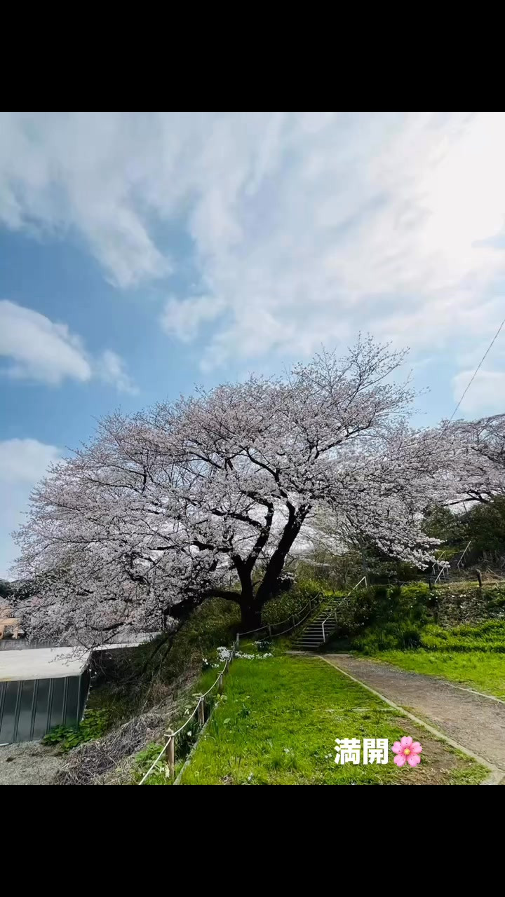 満開🌸  #さくら #花見 #満開