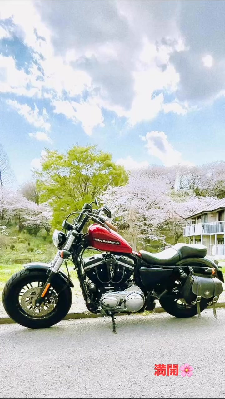 #桜 #さくら #満開