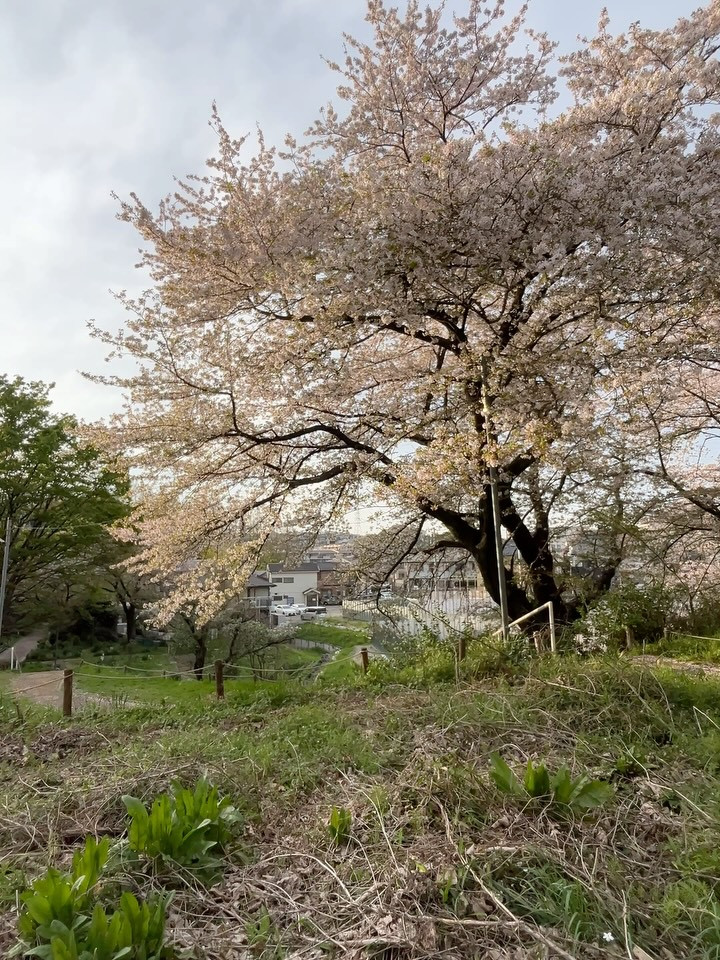 【あっというまの休日🌸】