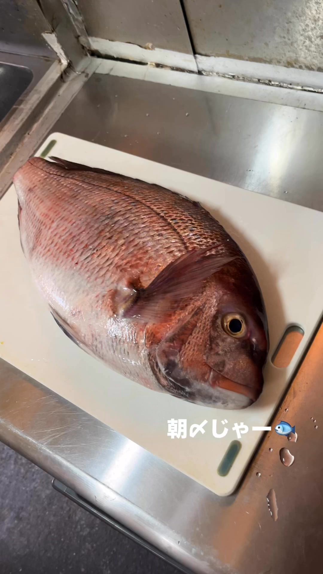豊洲市場より朝〆真鯛