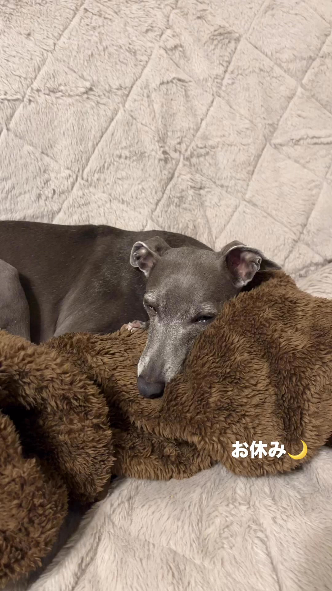 二代目わんこのルナ