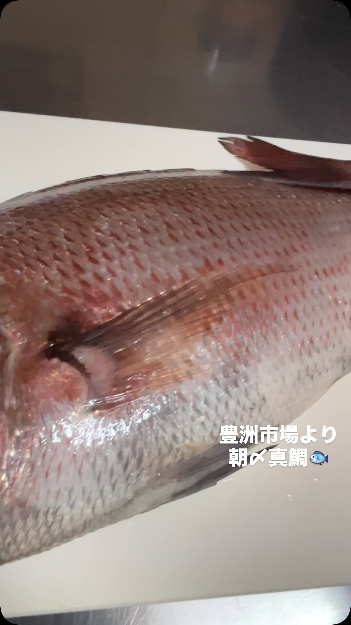 豊洲市場より朝〆真鯛