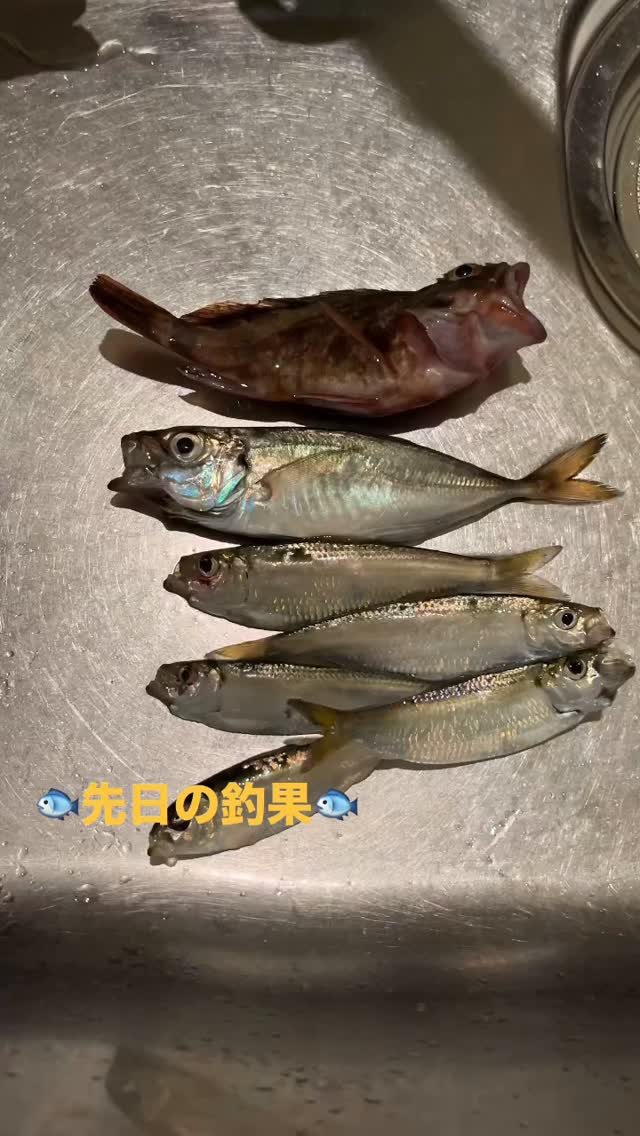 先日の釣果