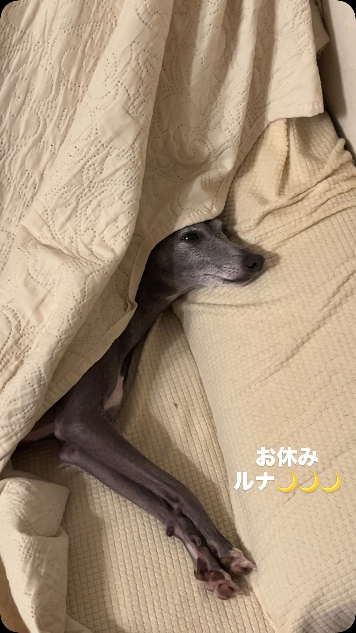 お休み