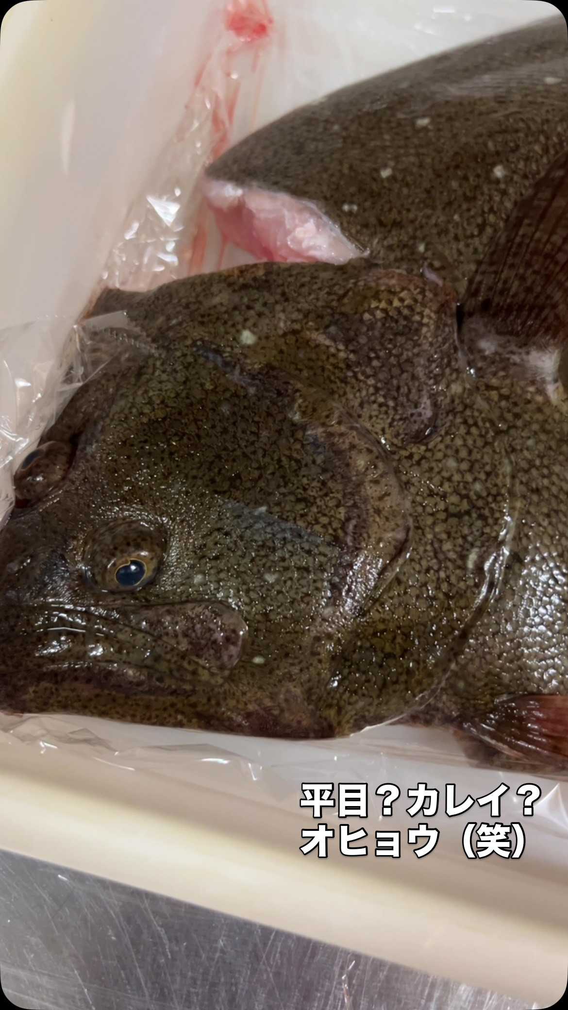 お魚捌き方教室で使用した🐟🐟🐟