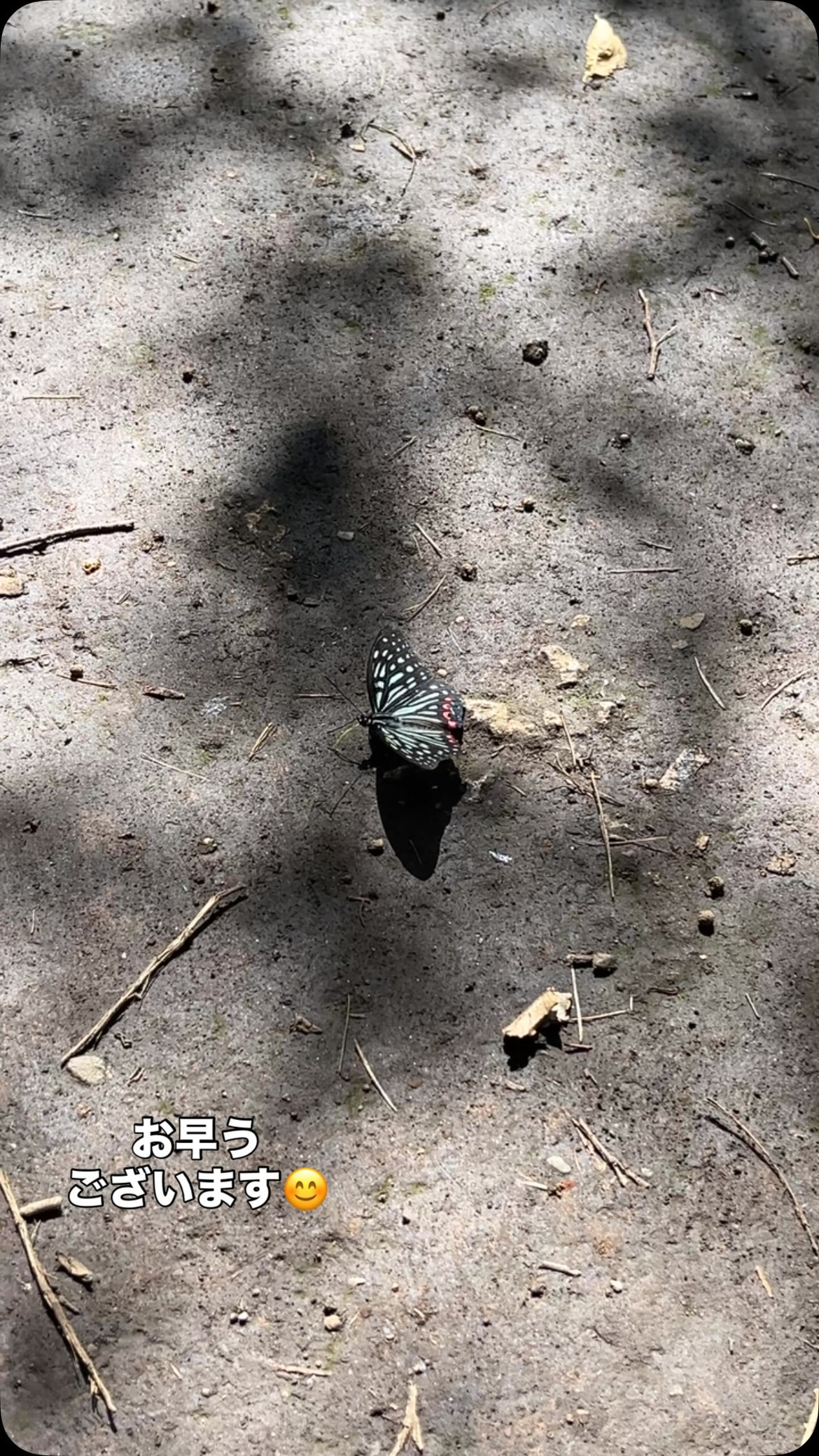 お早う御座います