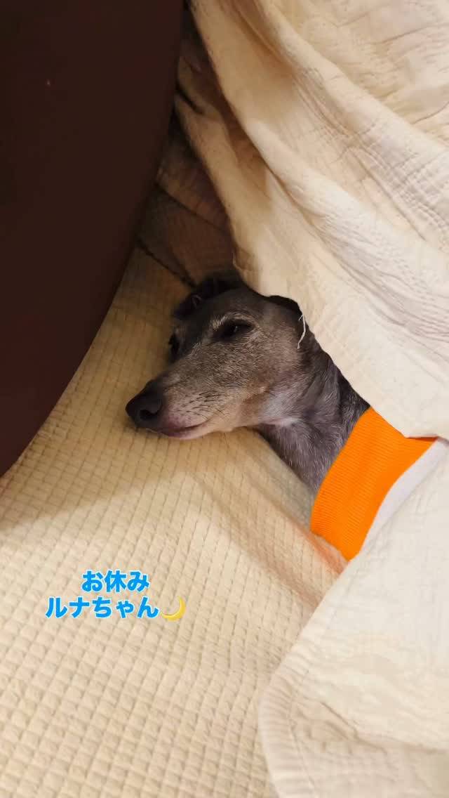 お休み