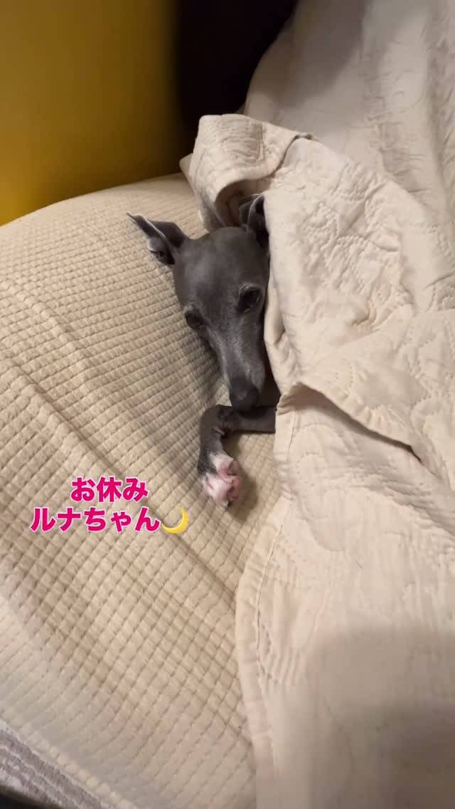 お休みルナちゃん🌙