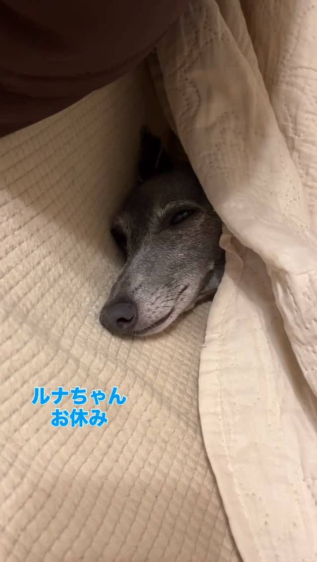 お休み