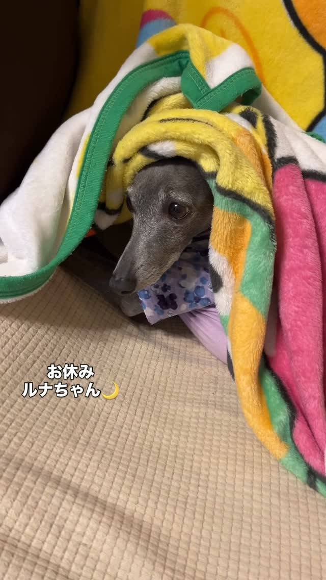 お休み