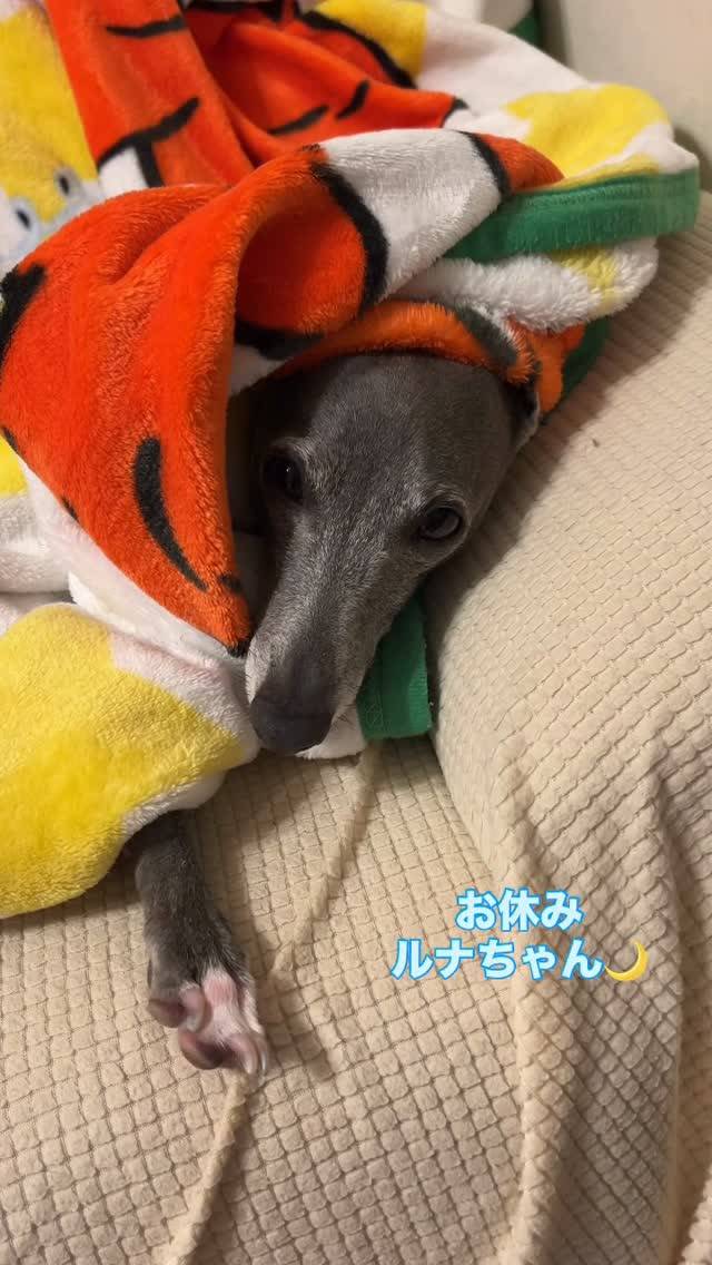 お休みルナちゃん🌙