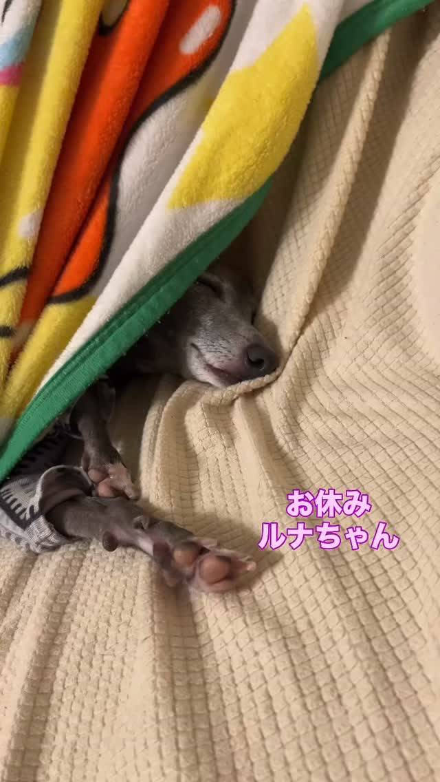 お休みルナちゃん🌙🌙🌙