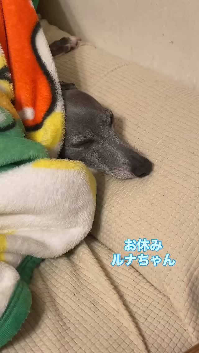 お休みルナちゃん