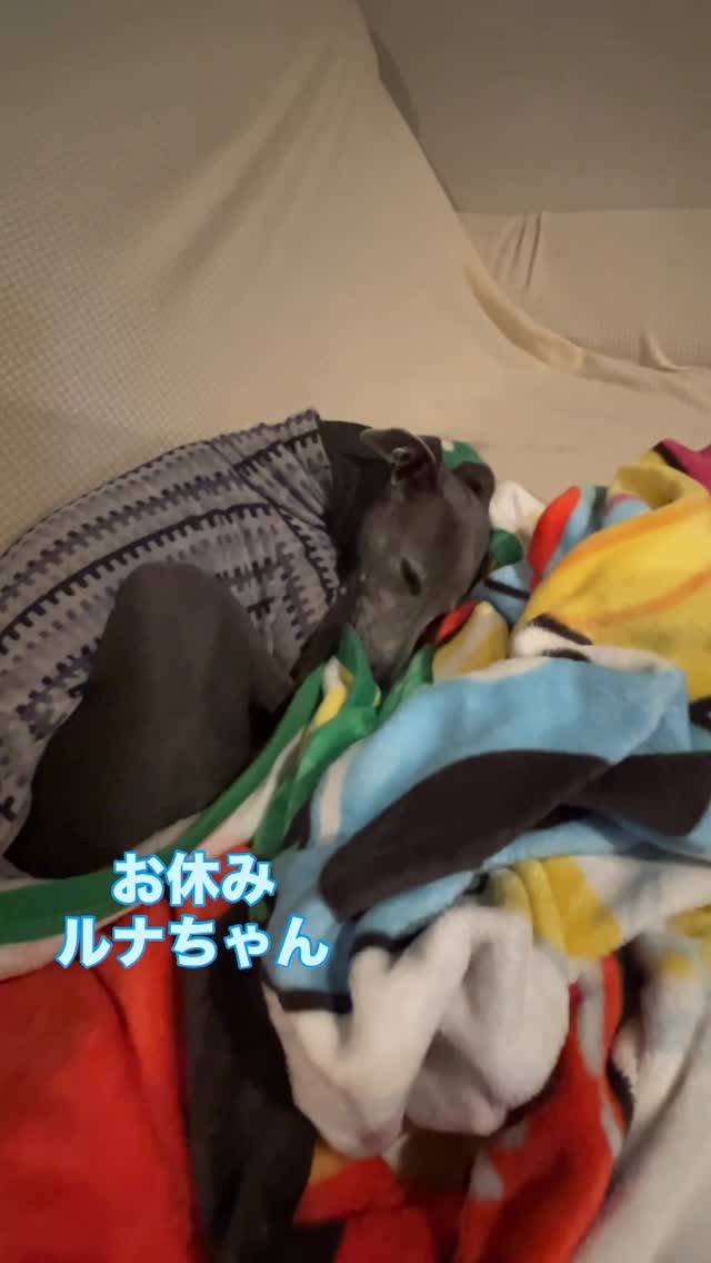 おやすみ