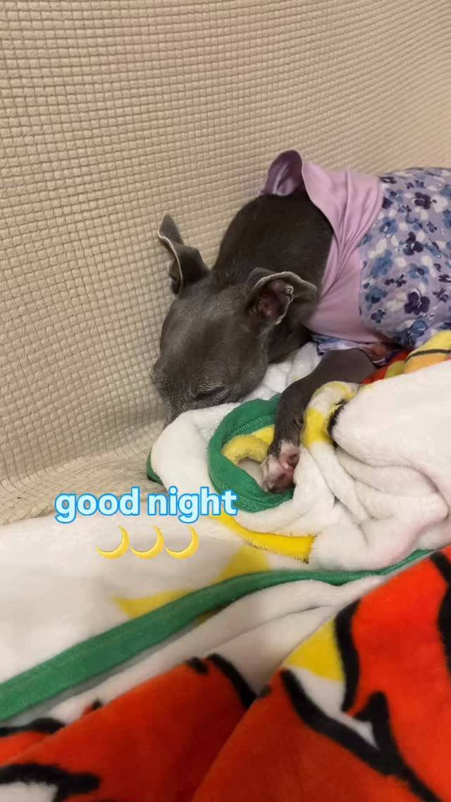 good night