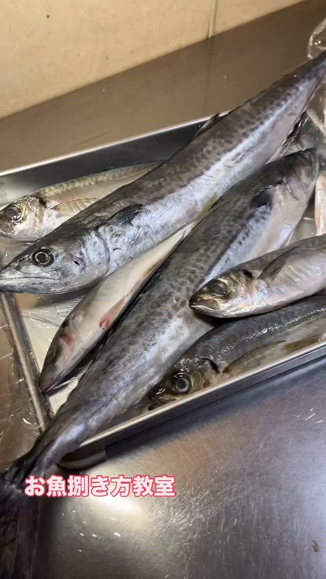 今回はサゴシ🐟